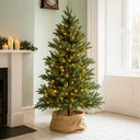 Fairy Light Chain - Dark Green Cable, 520 Amber Led