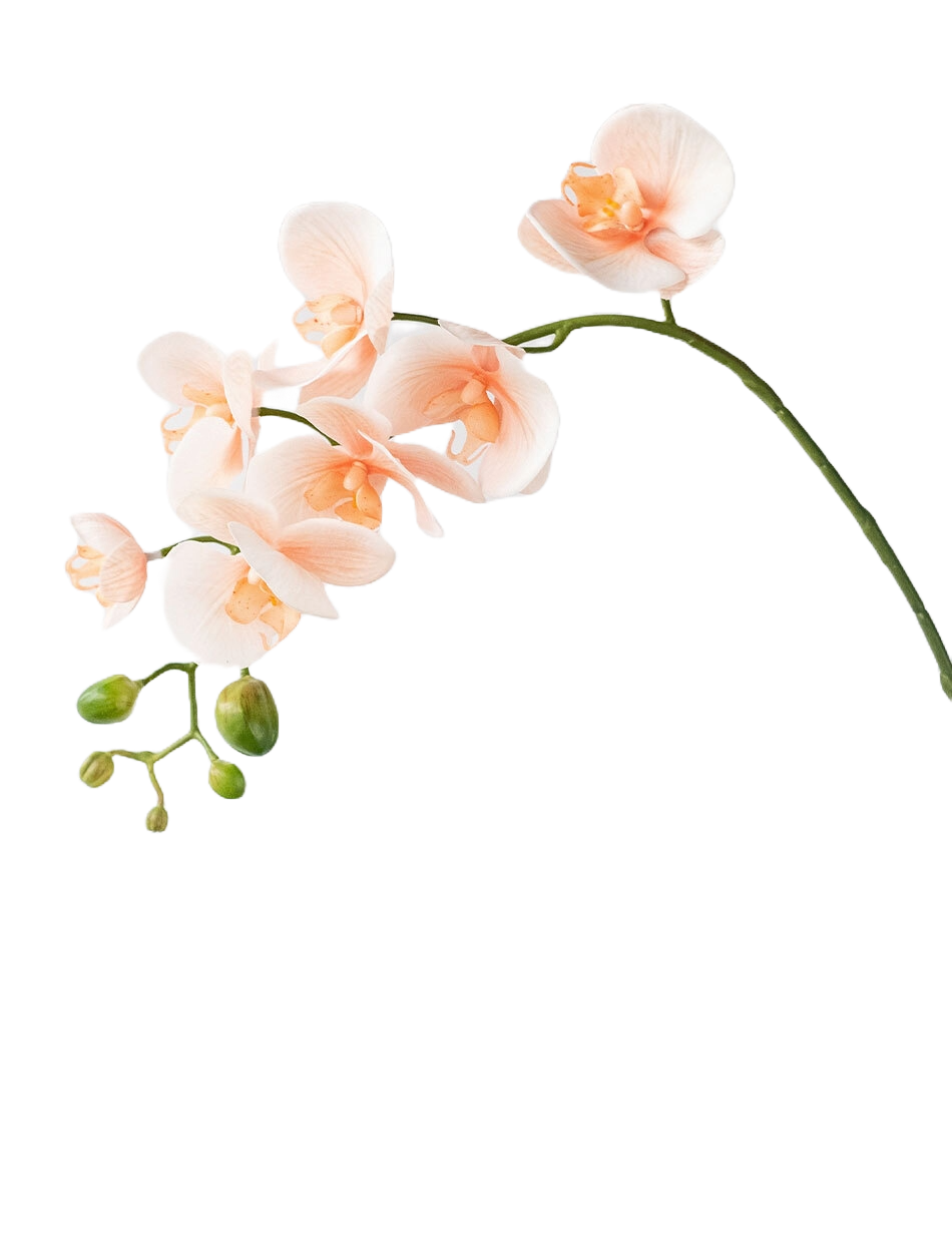 Peach Phalaenopsis Orchid Pick 69cm