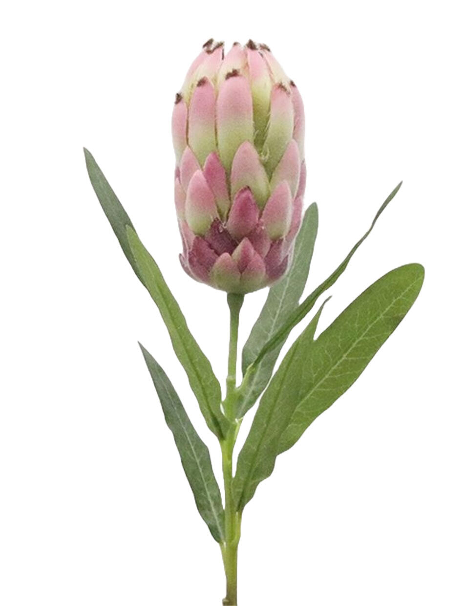 Burgundy Pink Protea with leaves 52cm