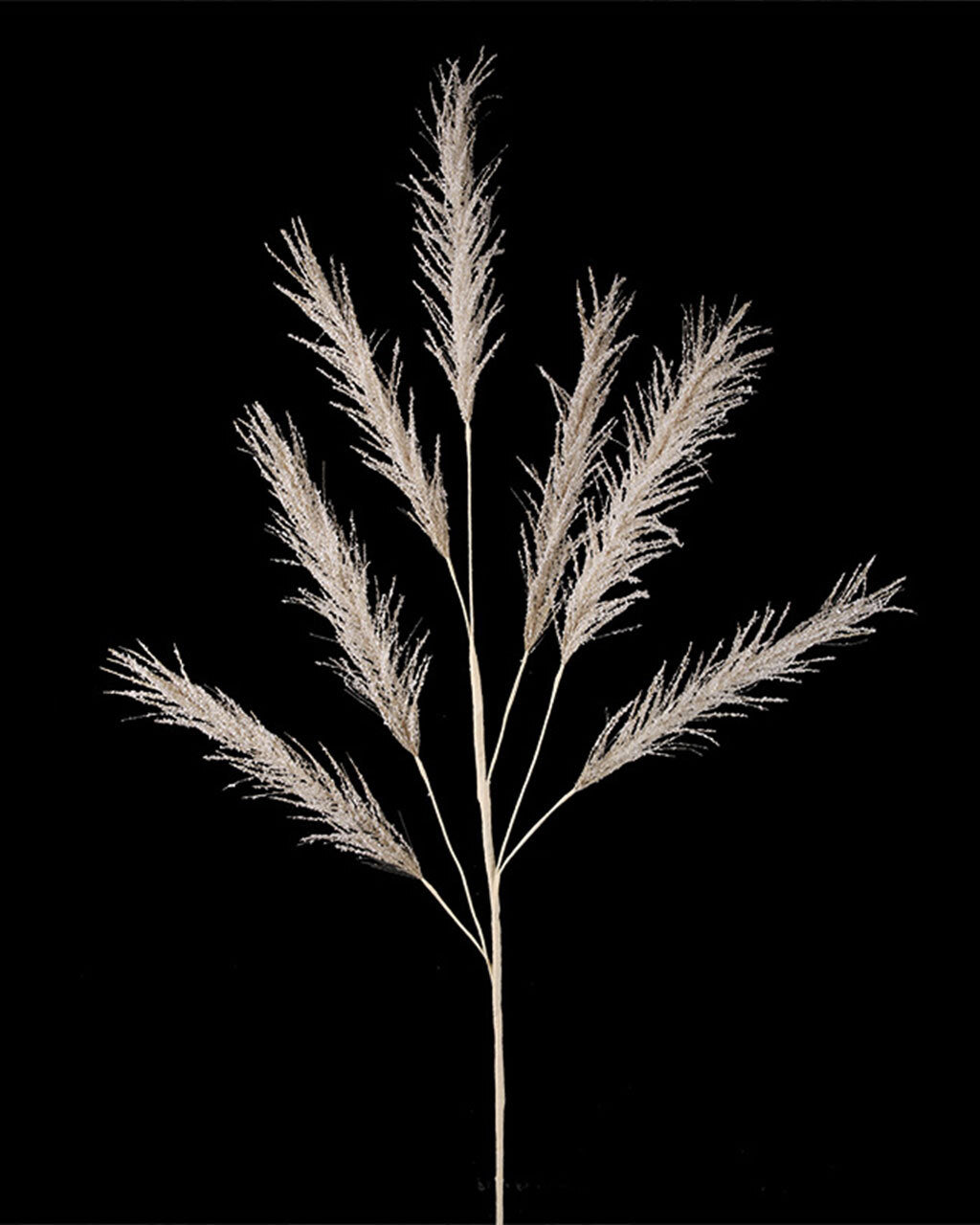 Champange Pampas Pick 113cm